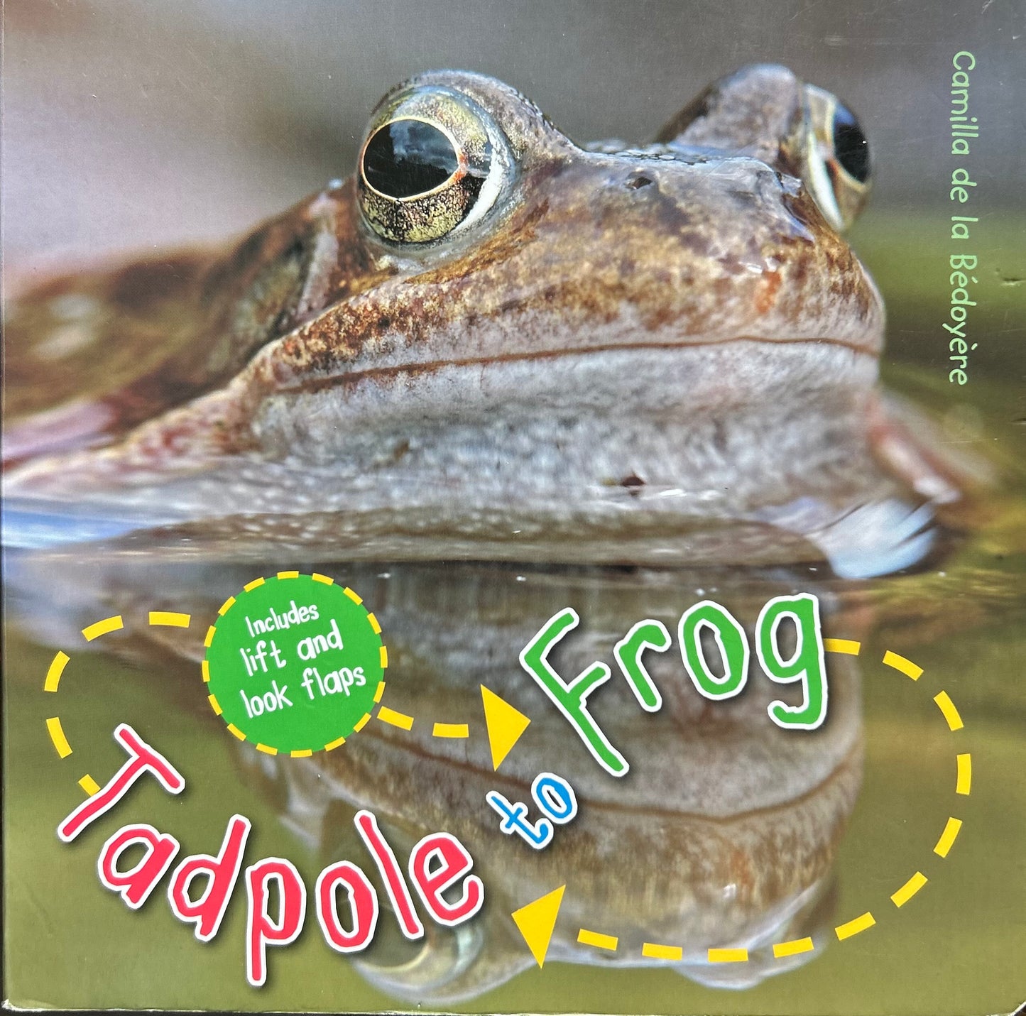 Tadpole to Frog (Board Book)