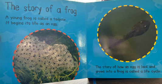 Tadpole to Frog (Board Book)