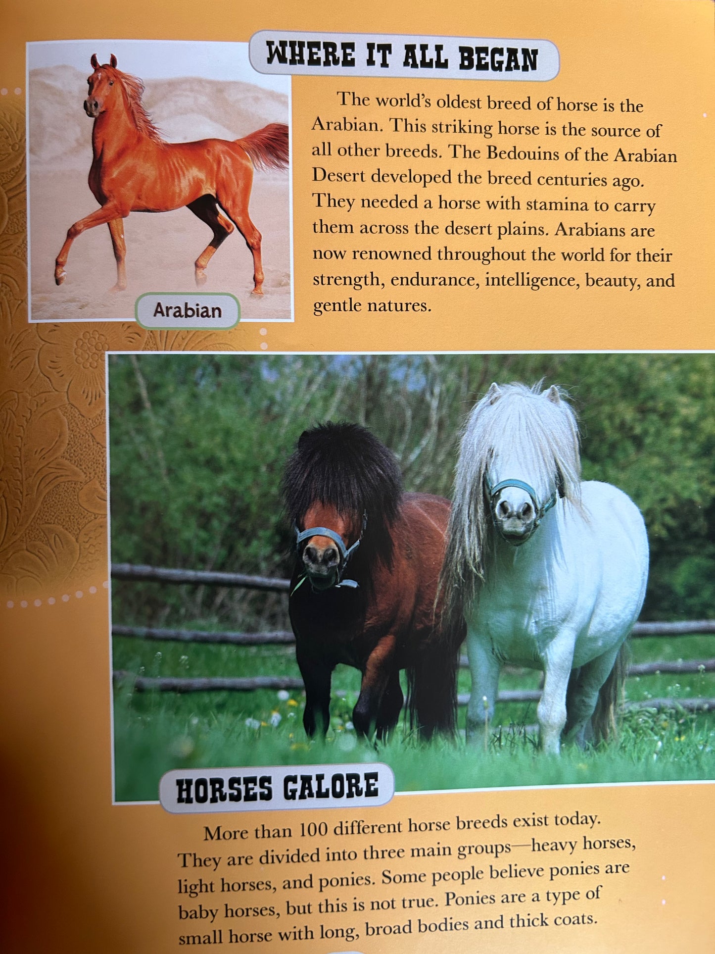 Crazy about horses Everything Horse Lovers need to know