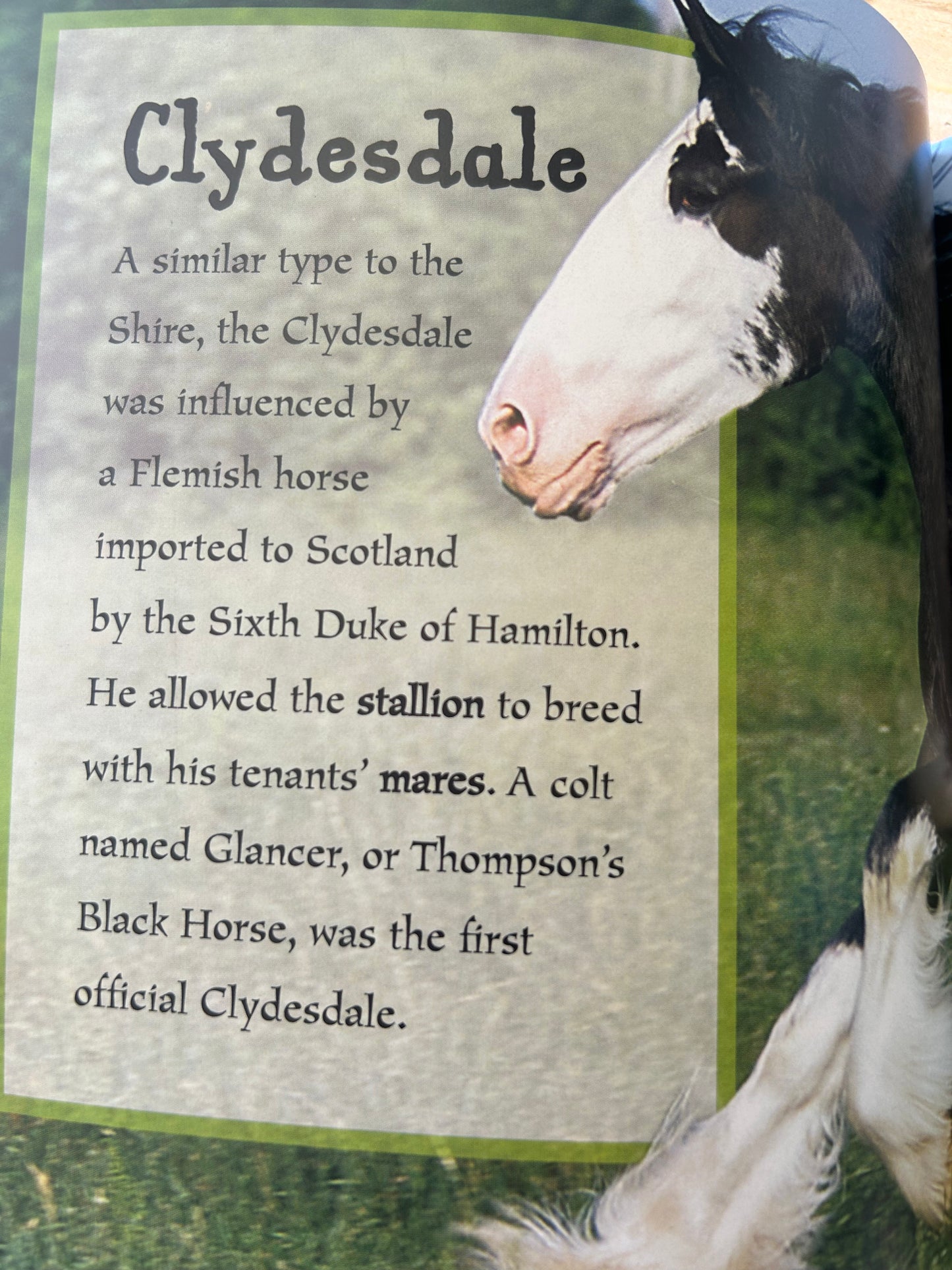 I Love Horses and Ponies, Over 50 Breeds
by Scholastic