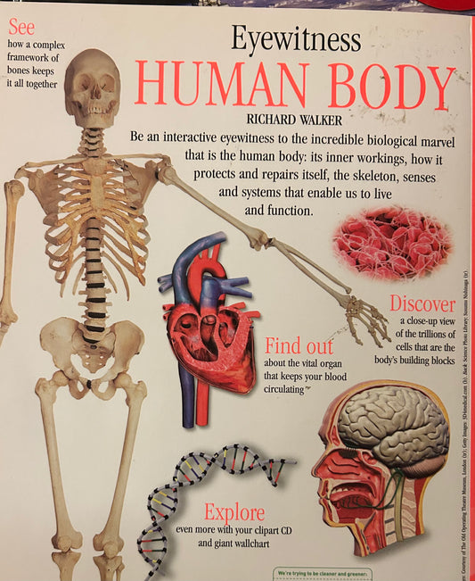 Eyewitness: Human Body( Softcover)