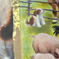 A Little Golden Book:  The Jolly Barnyard