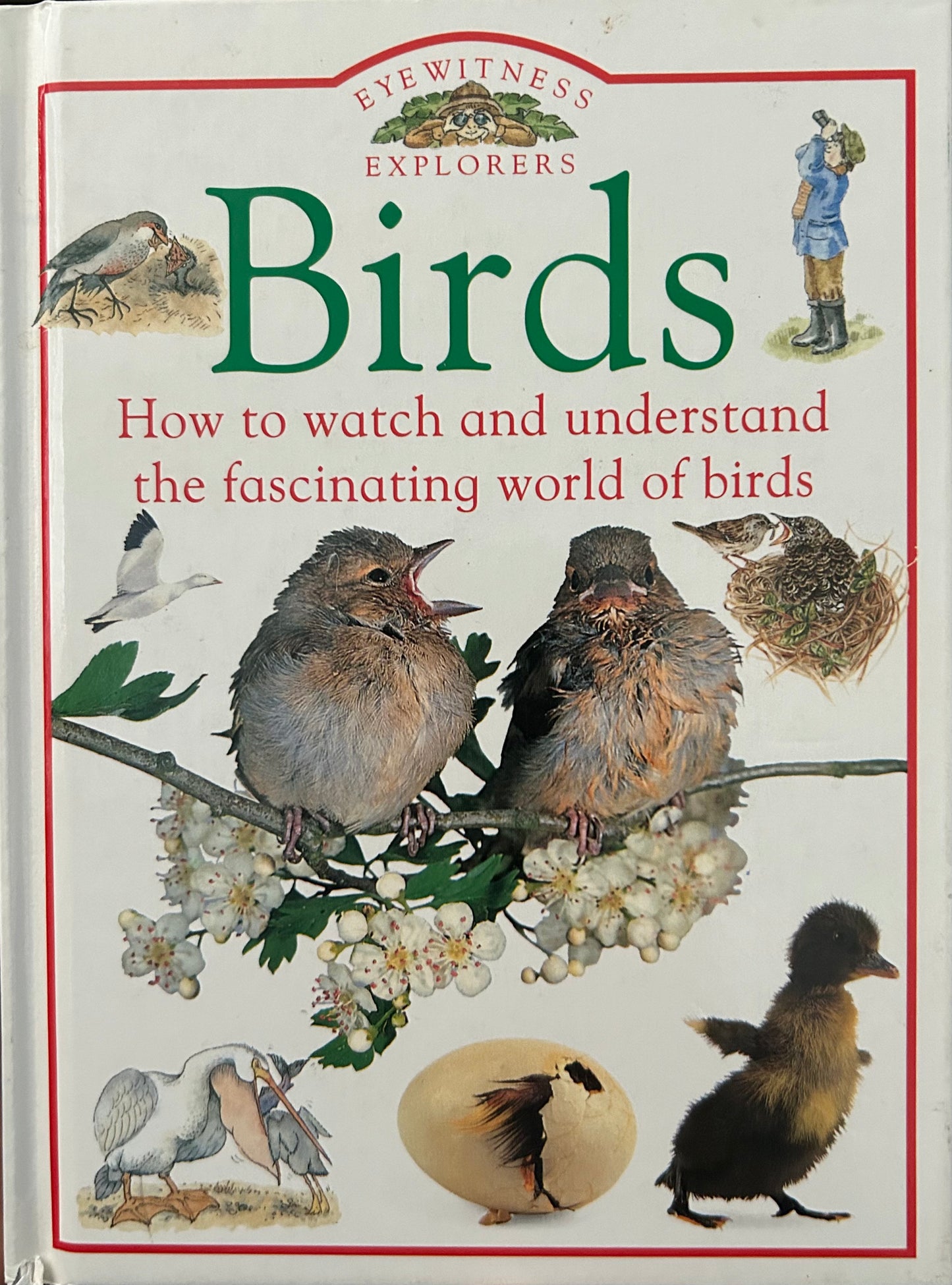 Eyewitness Explorers Birds - How to watch and understand the fascinating world of birds