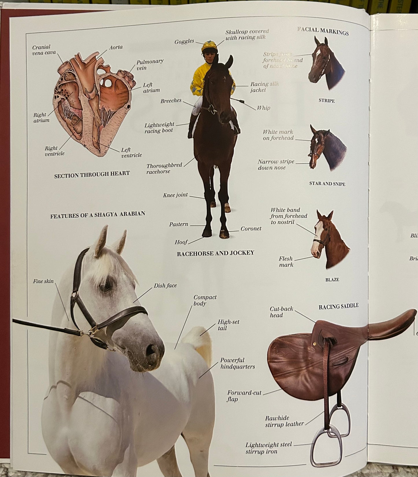 Eyewitness Visual Dictionaries: The Visual Dictionary of the Horse