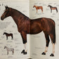 Eyewitness Visual Dictionaries: The Visual Dictionary of the Horse