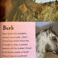 I Love Horses and Ponies, Over 50 Breeds
by Scholastic