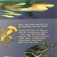 Miles Kelly 100 Facts Sharks